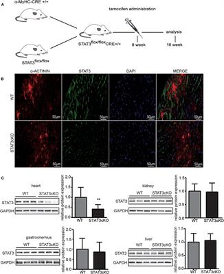 Effects of Cardiomyocyte-Specific Deletion of STAT3–A Murine Model of Heart Failure With Preserved Ejection Fraction